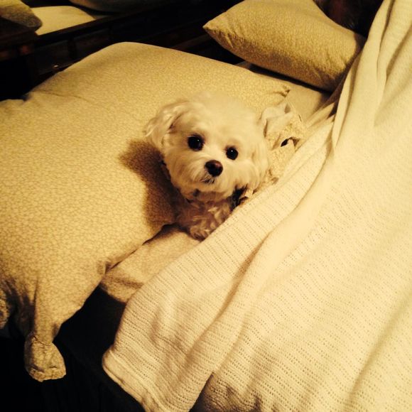 Meet your Posher, Loretta - Picture 1 of 1